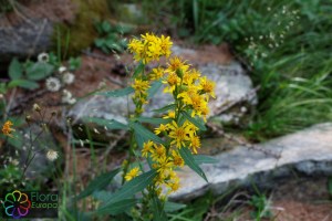 solidago virgaurea (6)